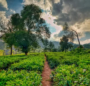 Agricultural Lands